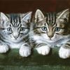 Little Two Tabby Cats Paint By Numbers