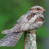 Nightjar Bird Paint By Numbers