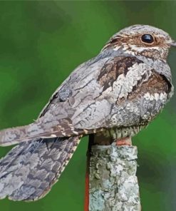 Nightjar Bird Paint By Numbers