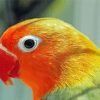 Orange And Green Bird Head Paint By Numbers