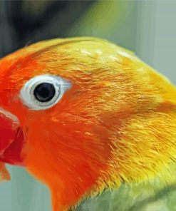 Orange And Green Bird Head Paint By Numbers