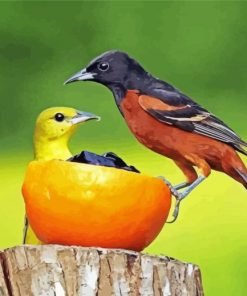 Orioles Birds Paint By Numbers