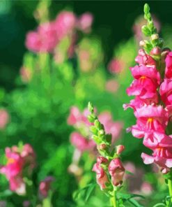 Pink Snapdragons Paint By Numbers