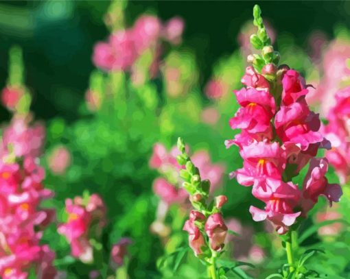 Pink Snapdragons Paint By Numbers