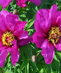 Purple Peonies Paint By Number