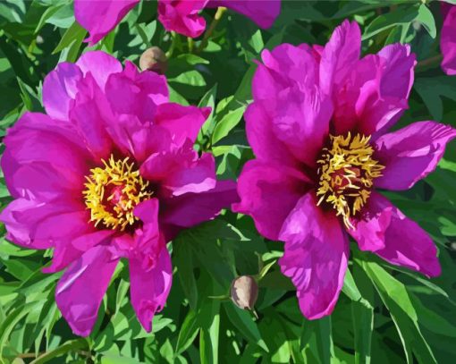 Purple Peonies Paint By Number