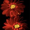 Red Gerbera Daisy Flowers Paint By Numbers