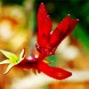 Red Kangaroo Paw Plant paint by number