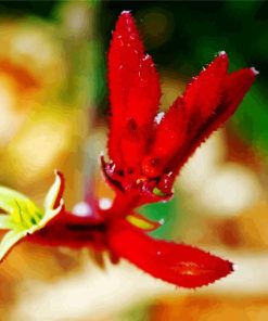 Red Kangaroo Paw Plant paint by number