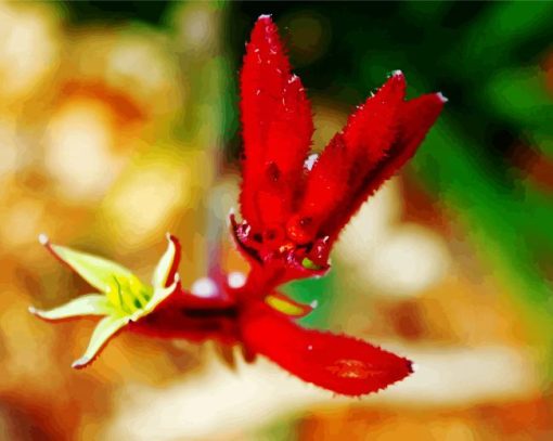 Red Kangaroo Paw Plant paint by number