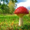 Fly Agaric paint by number