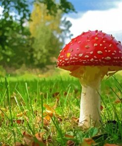 Fly Agaric paint by number