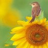 Sunflower Bird Paint By Numbers