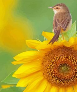 Sunflower Bird Paint By Numbers