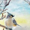 Titmouse Bird paint by number