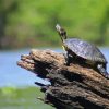 Turtle On A Log Animal Paint By Numbers