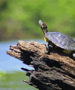 Turtle On A Log Animal Paint By Numbers