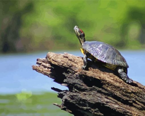 Turtle On A Log Animal Paint By Numbers