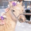 Welsh Pony With Flowers Paint By Numbers