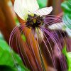 White Bat Flower Paint By Numbers