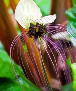 White Bat Flower Paint By Numbers