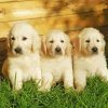 White Golden Retriever Puppies Paint By Numbers