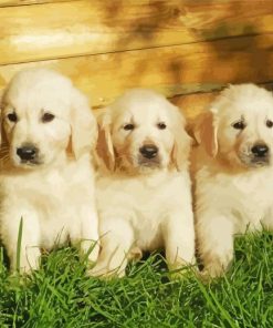 White Golden Retriever Puppies Paint By Numbers