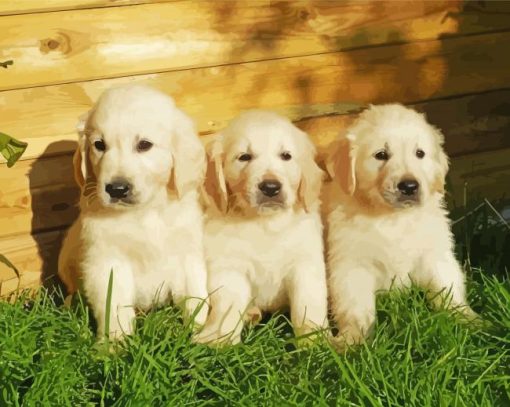 White Golden Retriever Puppies Paint By Numbers