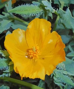 Yellow Poppy paint by number