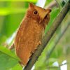 Aesthetic Philippine Scops Owl Paint By Numbers