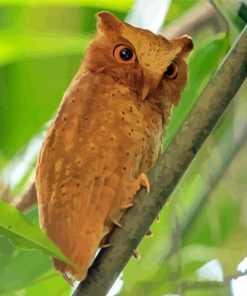 Aesthetic Philippine Scops Owl Paint By Numbers