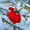 Aesthetic Red Flowers Snow paint by number