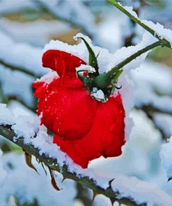 Aesthetic Red Flowers Snow paint by number