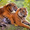 Aesthetic Tiger Couple Animals Paint By Numbers