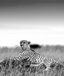 African Black And White Cheetahs Paint By Numbers