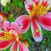 Alstroemeria Flowers Paint By Number