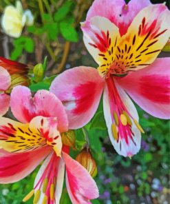 Alstroemeria Flowers Paint By Number