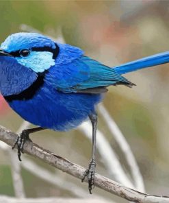 Blue Wren On Stick Paint By Numbers