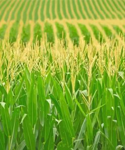 Corn Farm Field paint by number