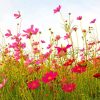 Field Of Pink Flowers Paint By Numbers