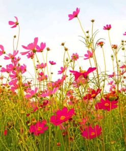 Field Of Pink Flowers Paint By Numbers