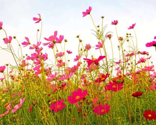 Field Of Pink Flowers Paint By Numbers