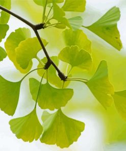 Leaves Ginkgo Tree Paint By Numbers