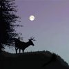 Lonely Deer And Full Moon paint by number