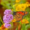 Monarch Butterfly Garden Paint By Numbers