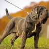 Neapolitan Mastiff Dog Paint By Numbers