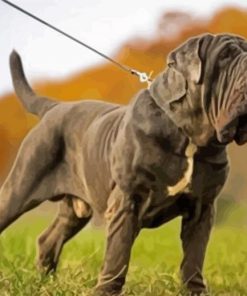 Neapolitan Mastiff Dog Paint By Numbers