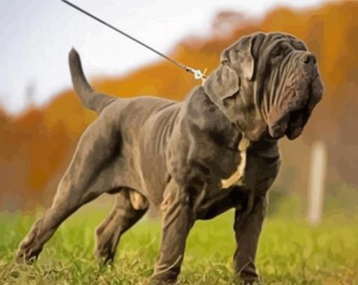 Neapolitan Mastiff Dog Paint By Numbers