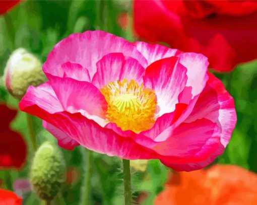 Pink White Poppy Flower paint by number