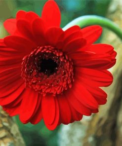 Red Berber Daisy paint by number